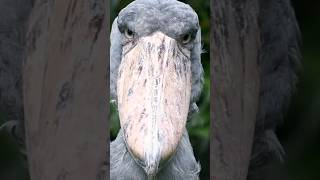 Shoebill Facts [upl. by Shani]