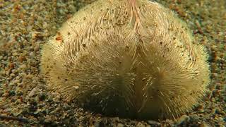 Sea urchins  Echinocardium cordatum [upl. by Hake6]