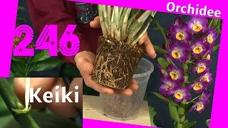 Keiki Orchidee vermehren und umtopfen Phalaenopsis Dendrobium [upl. by Balbur]