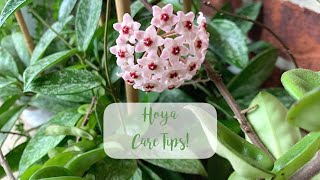 How to get Hoyas to Flower  Hoya Care Tips [upl. by Nonnahsed81]