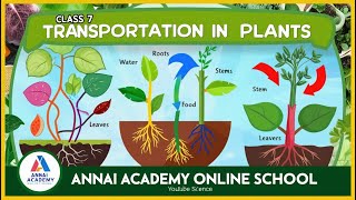 Unlocking the Secrets of Plant Transportation Class 7 Science Fun with ANNAI ACADEMY ONLINE SCHOOL [upl. by Euqinmod]