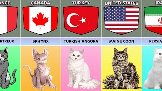 Cat Breeds From Different Countries [upl. by Malvino]