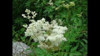 Identifying Meadowsweet Filipendula ulmaria Bridewort Meadsweet Meadow Wort Lady of the Meadow [upl. by Haman]