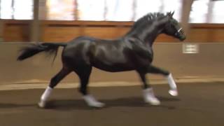 www dressurstall sandbrink de 2014 SENSATION licensed stallion Dressage [upl. by Elleinad59]