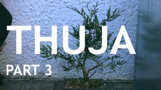 Thuja Bonsai 3 [upl. by Haeli227]