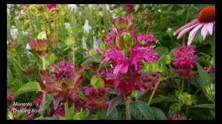 Monarda Dancing Bird®  2016 4K [upl. by Penelope]