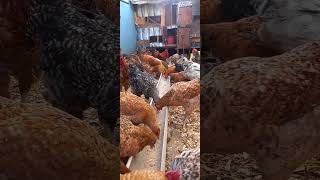 chickens mating in a feeding trough byPoultryparadisetv poultryfarming [upl. by Nnil280]