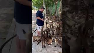 Coatimundi Feeding Frenzy in México [upl. by Aynnat407]