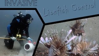 Invasive Lionfish Control [upl. by Lanos]