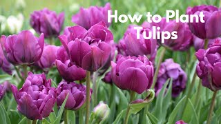 How to Plant Tulips [upl. by Piper867]