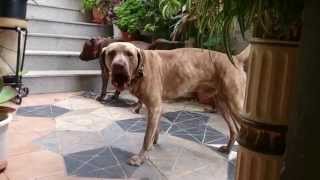 2 HORAS PERRO LADRANDO SONIDOS RELAJANTES  BARKING DOG RELAXING SOUNDS 2 HOURS [upl. by Leong]