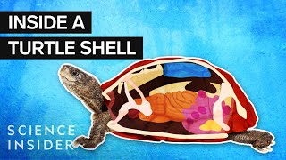 What’s Inside A Turtle Shell [upl. by Nee559]