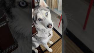 My husky has a message for Veterans Day husky doglove cutedogs grateful veteransday dogshorts [upl. by Eisac]