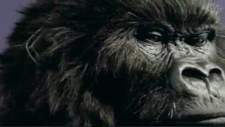 Cadbury Dairy Milk Gorilla Advert [upl. by Yesdnik]