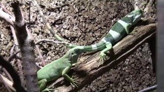 Fidschi Leguan Brachylophus fasciatus bei der Balz  gefilmt im Reptilium Landau [upl. by Evangelia340]