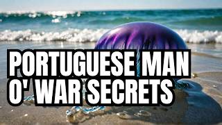 The Mysteries of the Portuguese Man o War [upl. by Manup612]