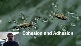 Cohesion and Adhesion [upl. by Ailet990]