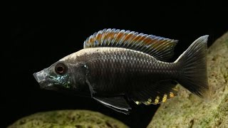 INCREDIBLY BEAUTIFUL TROPICAL AQUARIUM FISH  COPADICHROMIS VIRGINALIS FIRECREST [upl. by Aserej]