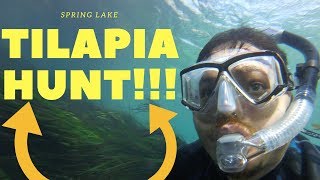 Hunting Invasive Tilapia Spring Lake San Marcos Texas [upl. by Rehsu292]