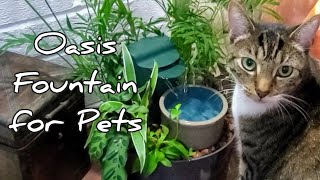 Miniature Oasis Amazing DIY Pet Fountain [upl. by Pettifer112]