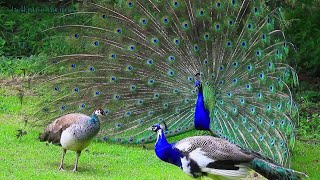 Peacock Mating Behavior  Peacock Dancing [upl. by Yug293]