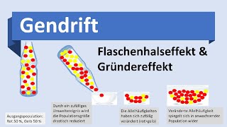 Gentechnik 1 DNAProfilanalyse  GenotypBestimmung PCR Restriktionsenzym Gelelektrophorese [upl. by Ojoj]