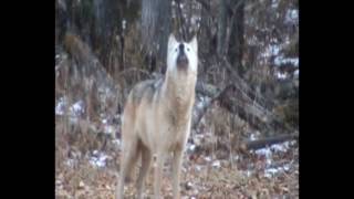 Sask Deer Hunt 2009 [upl. by Mathis]