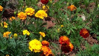 How to Grow Marigolds from Seed [upl. by Dloreh]