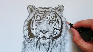 APRENDE cómo DIBUJAR un TIGRE realista fácil PASO a PASO [upl. by Nyre621]