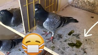 Belgian Racing Pigeons  2020 Young Pigeons Update  Very Bad Droppings  Sick Birds [upl. by Carnay701]