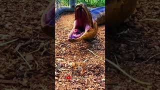 Witness the amazing animal transformation 💥short animalsofyoutube shorts [upl. by Iegres]