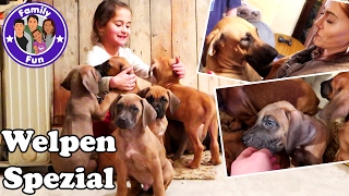 SÜßE KLEINE HUNDEWELPEN in AKTION Vlog 56 Our life FAMILY FUN [upl. by Rosner]