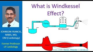 What is Windkessel Effect [upl. by Yelac857]