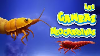 🐟 GAMBAS NEOCARIDINASInvertebrados para tú Acuario 🐠🌿 aquarium gambas neocaridinashrimp [upl. by Akitahs756]