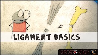 Ligament Basics  Science Explained [upl. by Patin771]