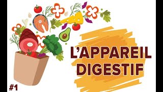 LAppareil Digestif  Santé 1  SVT Collège  Mathrix [upl. by Jacinta]