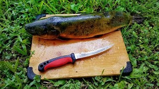 Catch And Cook Bowfin Mudfish Dogfish EXTREMELY SUPRISING OUTCOME [upl. by Harbard]