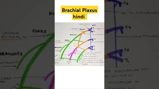 Brachial Plaxus short note anatomy bhms trending [upl. by Assital]