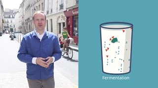 The Fermentation Process in Yogurt [upl. by Pretrice]