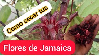 Cómo secar o deshidratar la flor de Jamaica 𝗖𝘂𝗿𝘀𝗼 𝗴𝗿𝗮𝘁𝘂𝗶𝘁𝗼 [upl. by Lody]