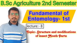 Mouthparts modifications  Insect mouth  BSC Agriculture 2nd semester Fundamental of Entomology 1 [upl. by Boor]