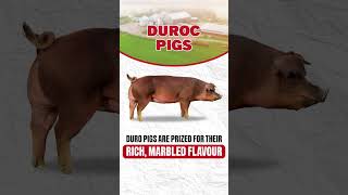 Nutrafarms Yorkshire Pigs amp Duroc Pigs [upl. by Evangelin]