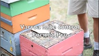 Varroa Mite Control  Formic Pro [upl. by Jacqueline240]