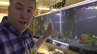 5 new strains of Guppies  Fish Room Update Ep 55 [upl. by Concepcion]