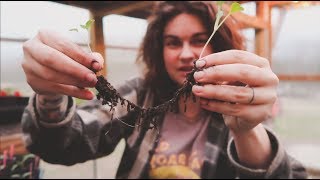 How to Separate Seedlings amp Plant Starts  Gardening Tips  Roots and Refuge Farm [upl. by Natanoj]