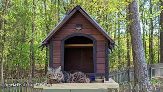 Raccoon proofing your bird feeder part 2 [upl. by Stallworth]