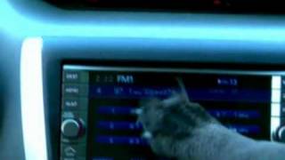 Subaru Dog Commercials Compilation 8 commercials [upl. by Stark]