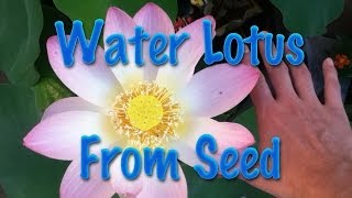 Starting Water Lotus from Seed [upl. by Hanavas]