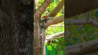 Cute woodpecker bird 🐦❤️🌟🤯🏡🐥 wildlife nature birds animals woodpecker [upl. by Marjy]