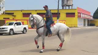 Um dos cavalos da Cavalgada Nova Esperança [upl. by Phil]